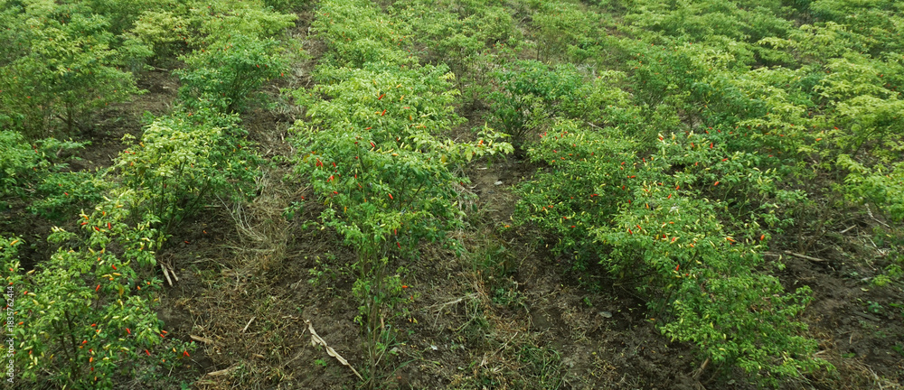 Obraz premium Chili Pepper Plant with Fresh Red Peppers