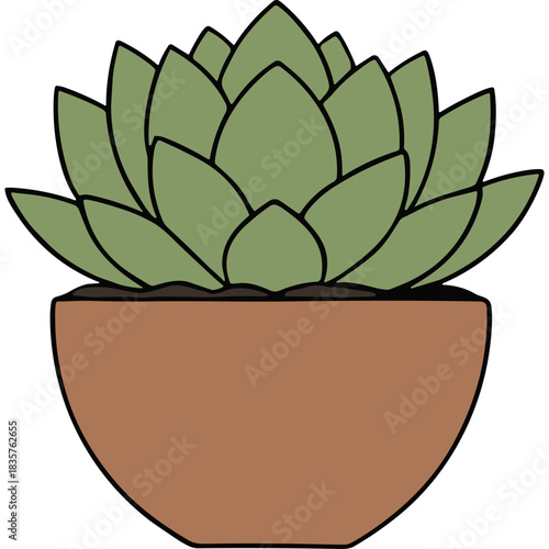 Green Succulent Plant in a Terracotta Pot with Dark Soil against a White Background