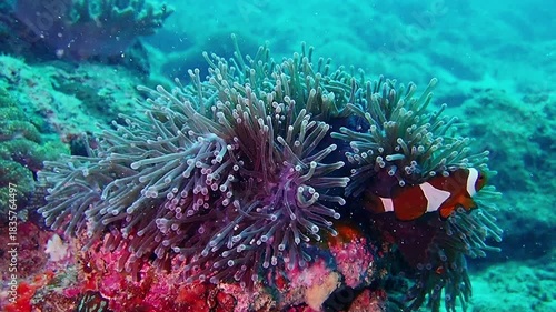 Footage of Clownfish and anemone at Tioman island
