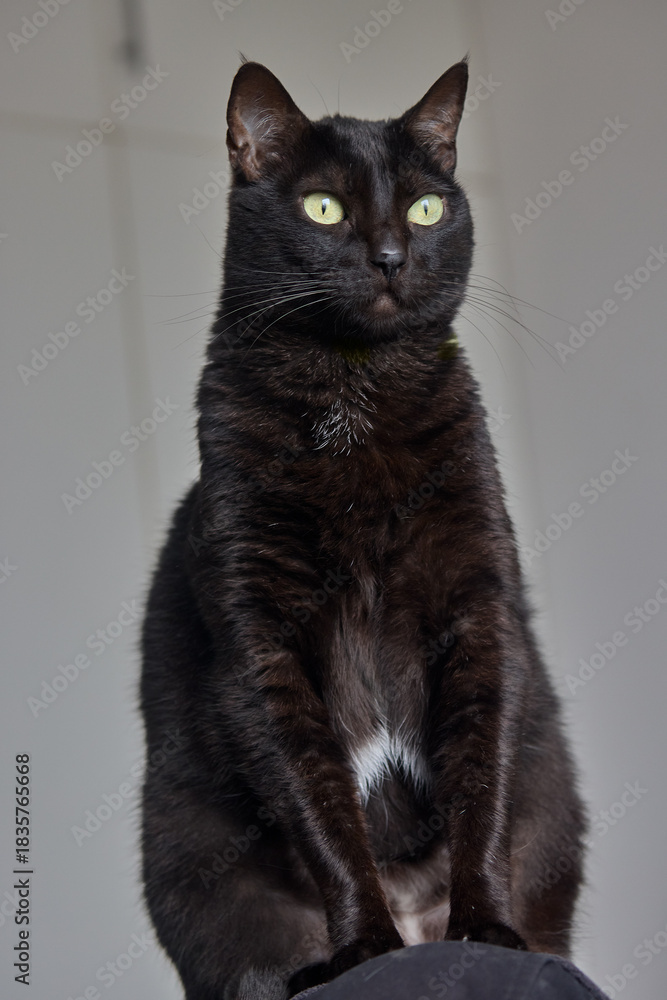 Obraz premium A sleek black cat rests confidently, its bright yellow eyes focused and alert against a soft background.