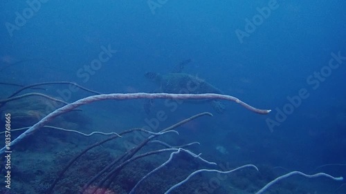 Footage of sea turtle at Tioman island