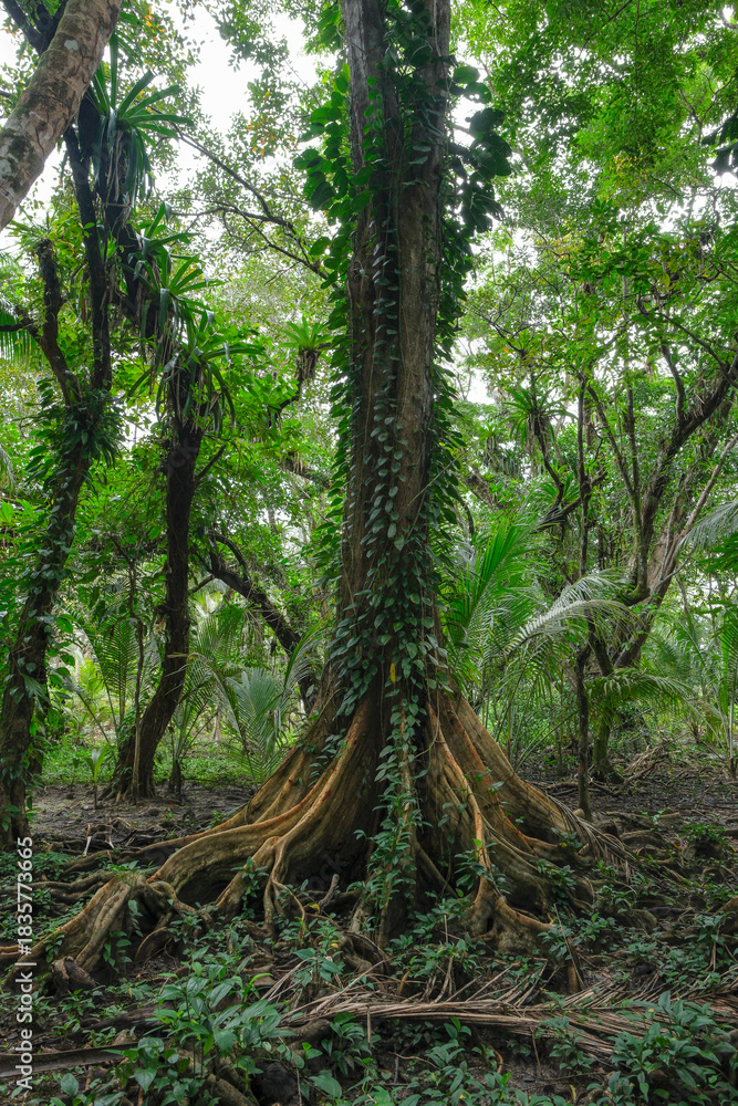 Fototapeta premium Bocas del Toro, Panama - November 25, 2025: View of a wooded area on Carenero Island in the Bocas del Toro Archipelago, Panama.