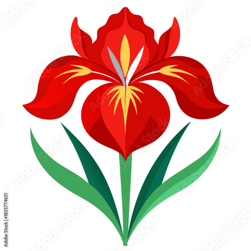 dutch iris red ember 