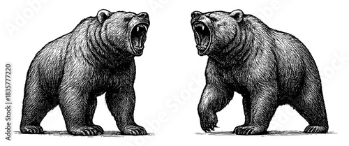 Roaring bear engraving, detailed vintage wild animal illustration with two aggressive standing bears