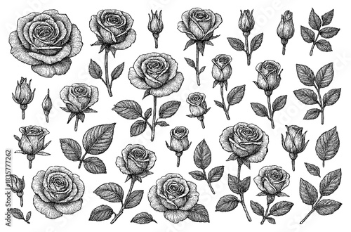 Roses botanical engraving set, detailed vintage flowers, buds and leaves illustration for floral design