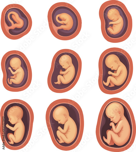 zodiac signs collection