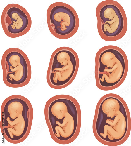 zodiac signs collection