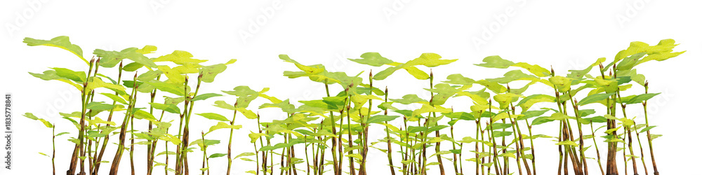 Obraz premium 3d Render Vibrant Green Sunflower Seedlings Growing Against a Transparent Background in a Natural Setting