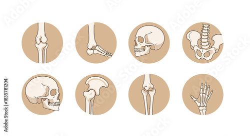 Anatomical set of human joints and bones, presented as vector illustrations within circular frames, ideal for medical education and healthcare-related design projects.
