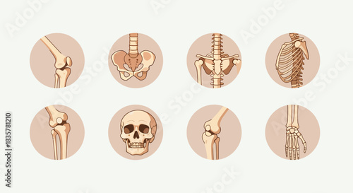 Anatomical vector illustration showcases a detailed set of human bone joints, providing an educational resource for medical professionals and students alike.