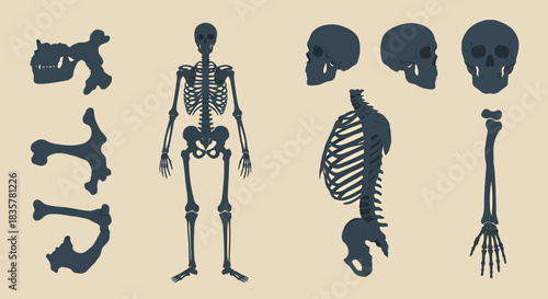 A comprehensive vector illustration set showcasing various human skeletal bones and joints, perfect for medical education and anatomical studies.