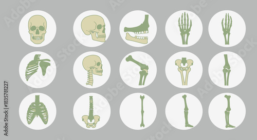A detailed vector illustration showcases a set of human joints and bones, presented in a circular format, ideal for medical education and anatomical studies on a neutral background.
