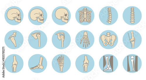 A detailed vector illustration showcases a comprehensive set of human skeletal joints and bones, presented in a clean, educational, and easily understandable format with a light blue background.
