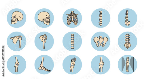 Detailed vector illustration showcasing a complete set of human joints and bones, providing a clear anatomical view ideal for medical and educational purposes.