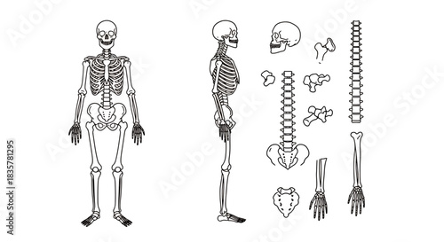 Detailed vector illustration showcasing a complete set of human joints and bones, providing an anatomical overview for medical or educational purposes with a clean design.