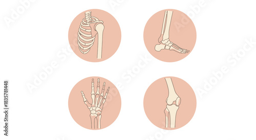 A detailed vector illustration set showcasing various human skeletal joints and bones, perfect for medical education and health-related graphic design projects.