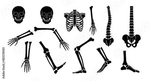 A comprehensive vector illustration set showcasing various human skeletal bones and joints, presented as isolated black silhouettes for anatomical studies.