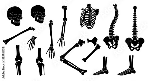 A comprehensive vector illustration set showcasing various human bones and joints, including skulls, limbs, and spine, isolated on a clean white background.