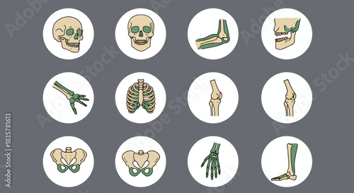 A comprehensive vector illustration set showcasing various human skeletal joints and bones, perfect for medical education and anatomical studies.