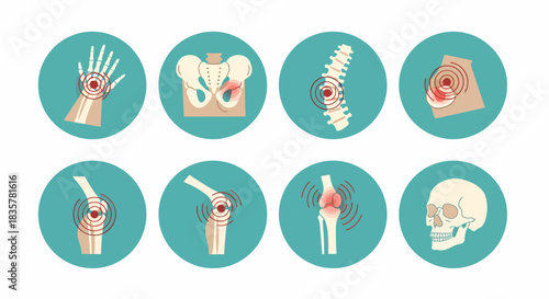 A vector illustration set featuring various human joints and bones, showcasing the skeletal system with a focus on anatomical accuracy and medical illustration.