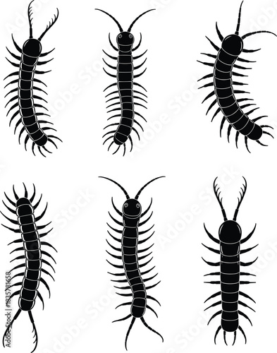 Collection of centipede silhouettes vector illustration, black insect icons set, detailed myriapod arthropod shapes, isolated creepy crawly design, white background, entomology concept
