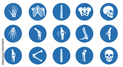 This comprehensive vector set illustrates various human bones and joints, presented as clean blue circular icons for medical and educational purposes.