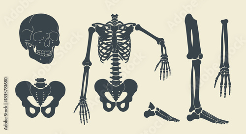 Detailed vector illustration showcasing a complete set of human skeletal joints and bones, ideal for medical, educational, or anatomical design projects, all in a clean, isolated style.