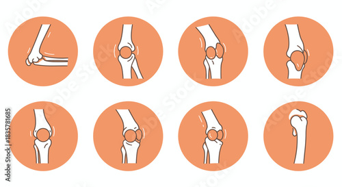 Detailed vector illustration showcasing a set of human joints and bones, isolated on a clean background, ideal for medical or educational purposes with clear anatomy.