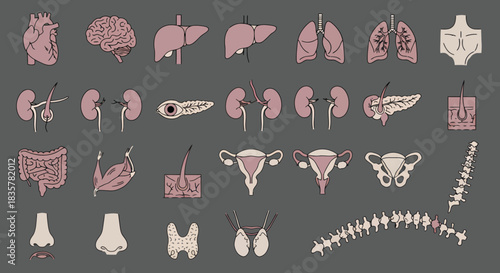 A detailed vector illustration showcases a comprehensive set of human joints and bones, meticulously depicted for medical or educational purposes, set against a neutral backdrop.