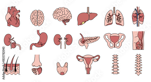 A comprehensive vector illustration set showcasing various human internal organs and anatomical structures, perfect for medical and educational purposes.