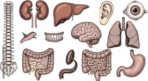 Anatomical Illustrations A Diverse Collection of Human Organ Systems and Structures