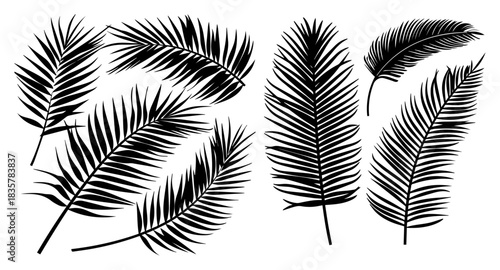 Set of tropical palm tree leaves silhouettes vector illustration