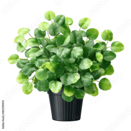 Lush green potted plant with round variegated leaves creating fresh natural texture and calming indoor atmosphere, bright healthy foliage and soft light contrast for decor styling