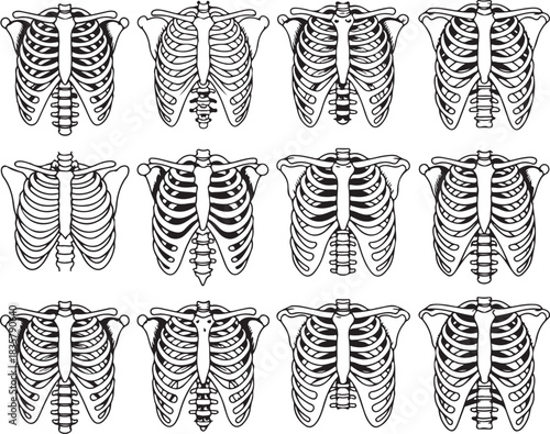 Human skeleton torso rib cage anatomy vector outline illustration medical drawing anatomical model for educational and scientific purposes