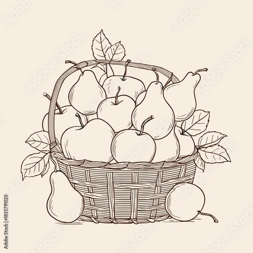 Hand drawn sketch of a wicker basket full of fresh apple and pear fruit