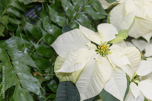 foliage and close‑up of poinsettia or Euphorbia pulcherrima with white bracts in bloom, part of a festive holiday display