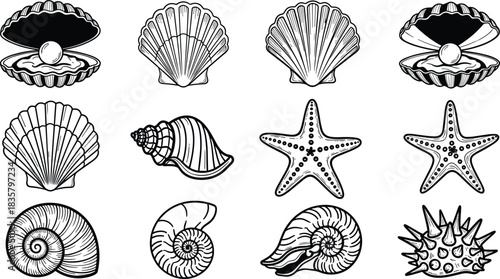 Black and white line art collection of seashells starfish and sea urchin pearl