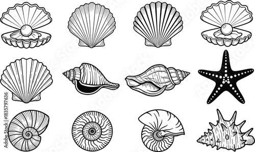 Collection of black and white line art drawings of various seashells and a starfish pearl oyster