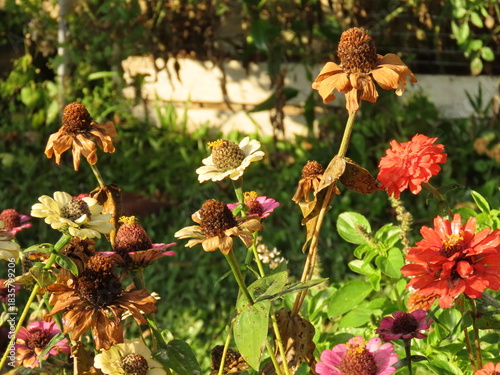 Принти на полотні Colorful zinnias in a garden bed