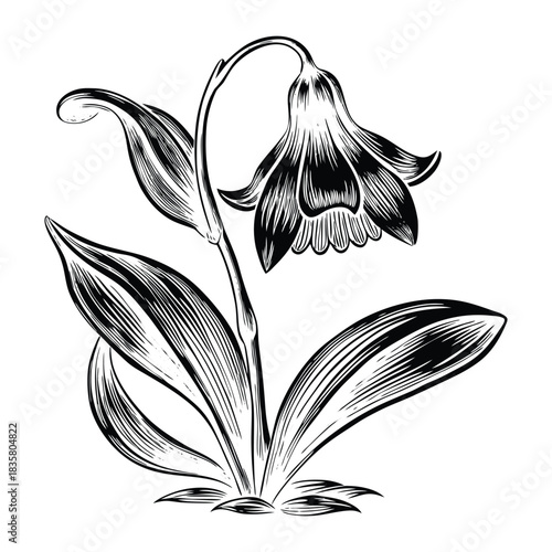 Artistic hand drawn vector of bluebell flowers with fine detailing layered petals and soft colors