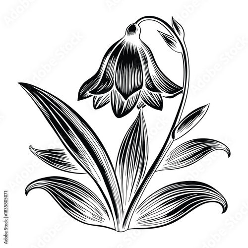 Realistic vector illustration of bluebell flowers with intricate petals stems leaves and soft highlights