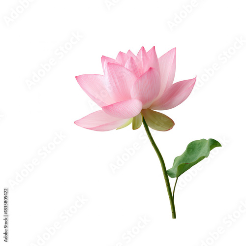 Pink lotus flower with green stem lotus flower pink petal stem leaf bloom aquatic plant water plant