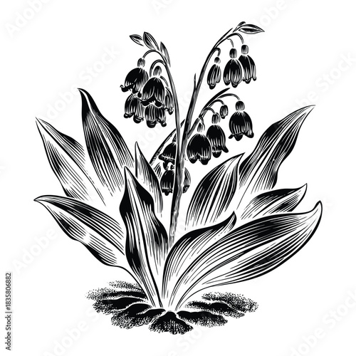 Hand drawn bluebell flowers vector with layered petals delicate lines and natural botanical style