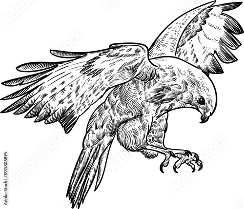 Vintage hand drawn sketch of fly eagle spread wings and gripping the claws