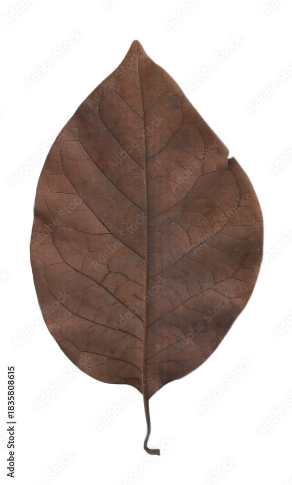 Obraz premium Dry Brown Leaf Isolated on Transparent Background