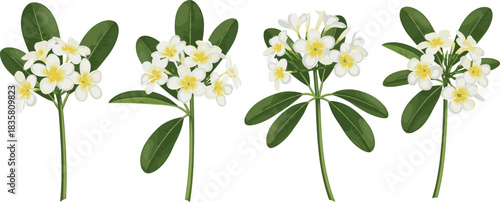 Botanical illustration of white plumeria flowers with yellow centers — detailed floral vector for nature, decor, and educational themes