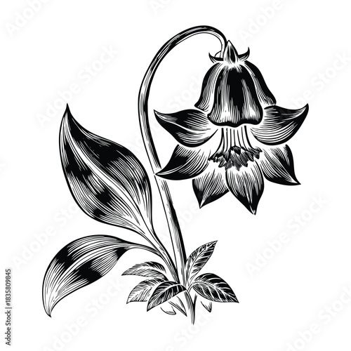 Detailed bluebell flowers vector artwork for textile design fabric patterns and spring themes