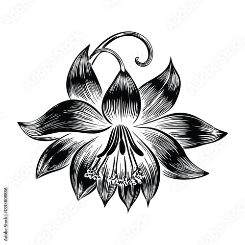 Vector illustration of bluebell flowers with elegant natural layout and realistic shading