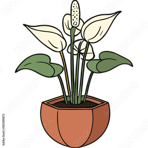 Potted Peace Lily Plant with White Flowers and Green Leaves in a Terracotta Pot Isolated on a White Background Detailed Vector Illustration