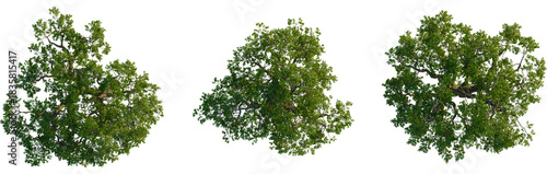Sophora japonica tree plan, top view, cutout, transparent background, isolate, Lush green tree canopy seen directly from above with transparent background
